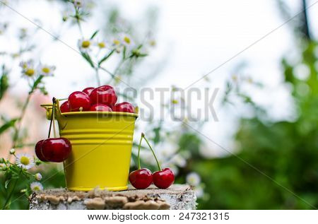 Red Ripe Cherry On A Background