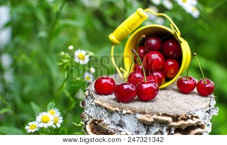 Red Ripe Cherry On A Background