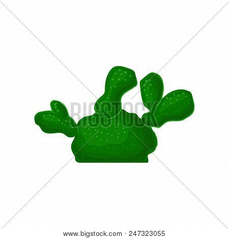 Succulent, Beautiful And Unpretentious Plant Vector Illustration Isolated On A White Background.