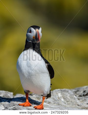 Beautiful Atlantic Puffin Or Comon Puffin Fratercula Arctica In Northumberland England On Bright Spr