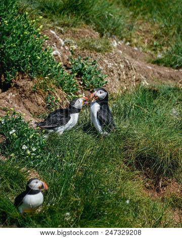 Beautiful Atlantic Puffin Or Comon Puffin Fratercula Arctica In Northumberland England On Bright Spr