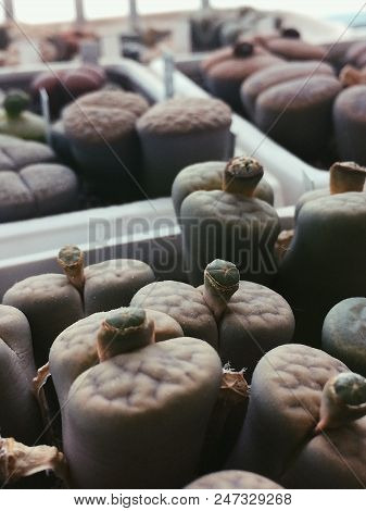 Group Of Lithops. Lithops Is A Genus Of Succulent Plants In The Ice Plant Family Lithops Are Popular