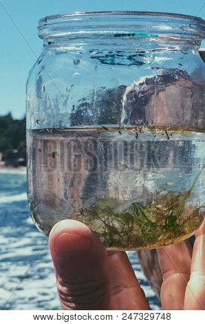 Biological Test In A Glass Jar On The Seashore With Sea Water, Hydrobiological Studies