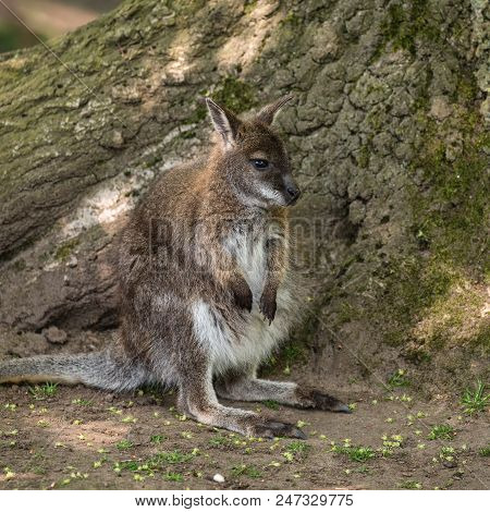 Forest Wallaby Wildlife Diprotodontia Macropoidae In Sunlgiht In Woodland With Yound Joey In Pouch