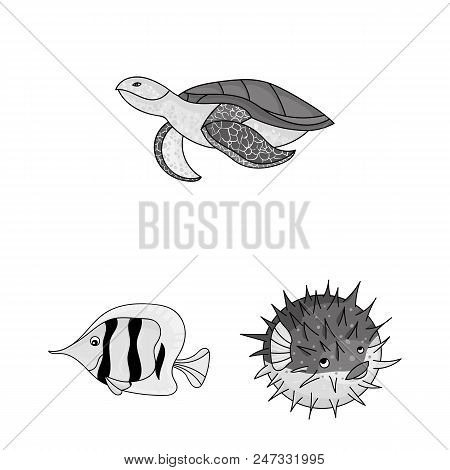 A Variety Of Marine Animals Monochrome Icons In Set Collection For Design. Fish And Shellfish Vector