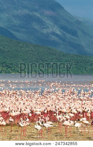 Landscape With A Flock Of Flamingos On Lake Baringo. Kenya, Africa