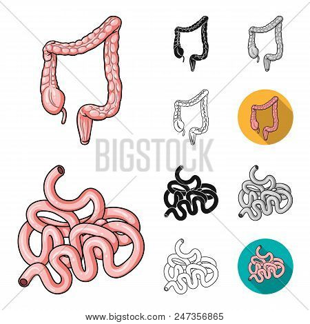 Human Organs Cartoon, Black, Flat, Monochrome, Outline Icons In Set Collection For Design. Anatomy A