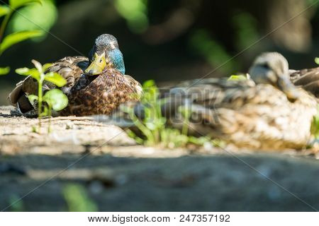 Close-up Of A Beautiful Sleeping Mallard Duck On A Sunny Day.
View To Relaxing Mallard Ducks (anas P