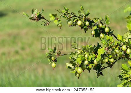 Green Gooseberry Fruit Bush Ribes Uva-crispa In Garden