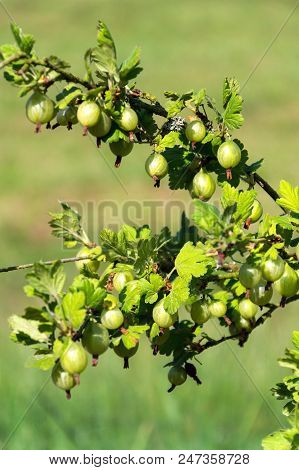 Green Gooseberry Fruit Bush Ribes Uva-crispa In Garden
