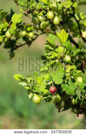 Green Gooseberry Fruit Bush Ribes Uva-crispa In Garden