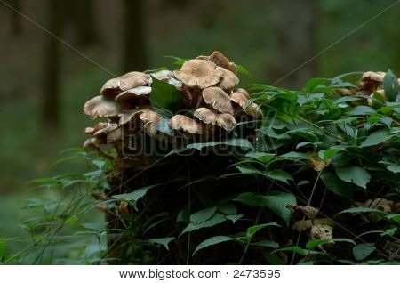 Bootlace Pilz