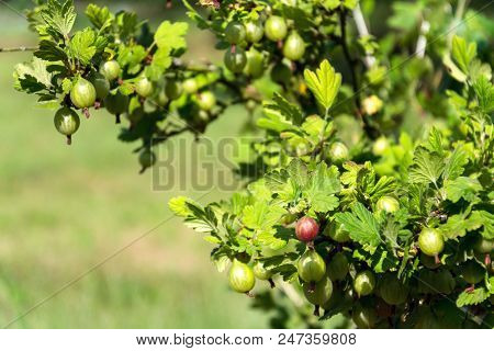 Green Gooseberry Fruit Bush Ribes Uva-crispa In Garden