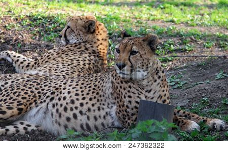 Two Asiatic Cheetahs (acinonyx Jubatus Venaticus) Resting On The Ground