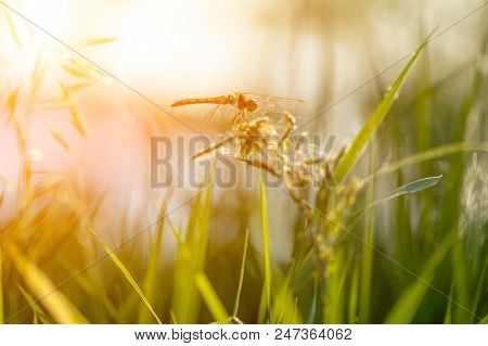 Grass With Dragonfly At Sunset. Silhouette Of Dragonfly Sitting On Tip Of Grass Against Background O