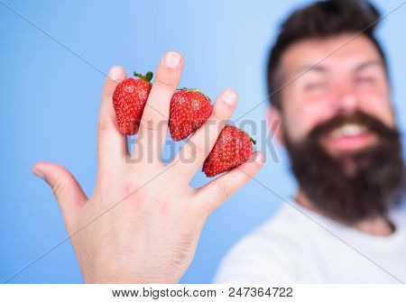 Despite Sweet Taste Berries Contain Zero Sugar. Man Beard Hipster Strawberries Between Fingers Blue 