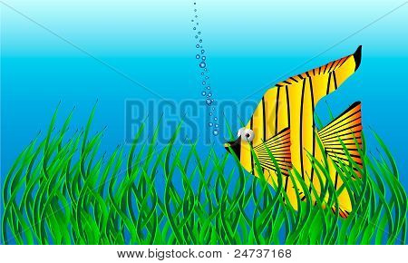 Sea life
