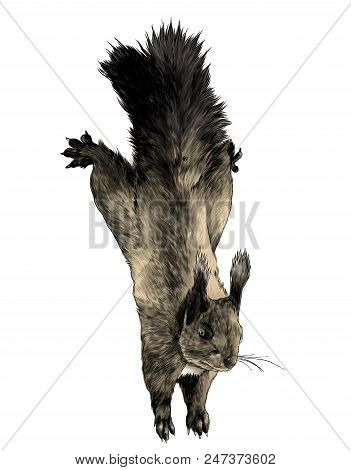 Squirrel Hanging With Splayed Legs In Different Side Crawling