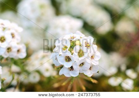 Alissum Plant In The Flowerbed, Macro Photography.