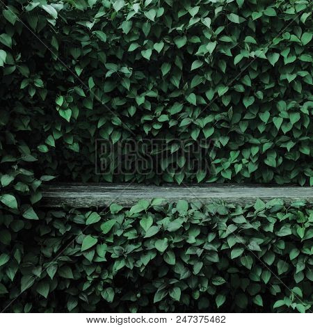 Syringa Vulgaris Common Lilac Plants Green Leaf Hedge Background, Old Aged Dark Gray Weathered Woode