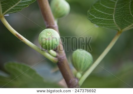 Young Figs
