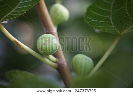 Young Figs