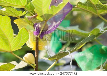 Figs Fruit In Wrapping Bag