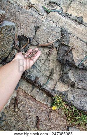 Lizards On Rocks And Woman's Hand