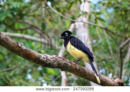 Plush-crested Jay Or Cyanocorax Chrysops Bird In The Forest Of Iguazu Falls National Park, Puerto Ig