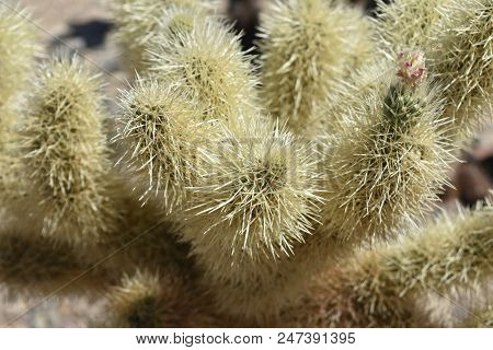 Lots Of Prickly Spines On A Cholla Cactus In The Mojave Desert.