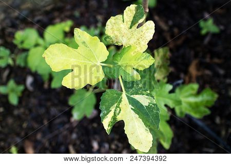 Young Fig Variegated Leaves Illustrating Their Characteristic Shape
