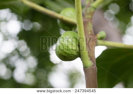 Young Rimada Figs On The Branch Of A Fig Tree