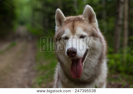 Close-up Portrait Of Dog Breed Siberian Husky With Tonque Hanging Out Sitting On The Path In The For