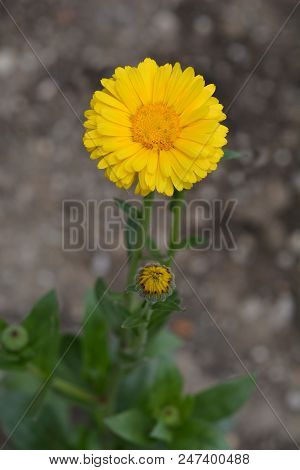 Common Marigold - Latin Name - Calendula Officinalis