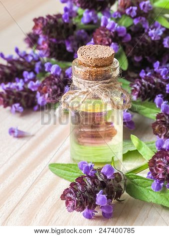 Prunella Vulgaris. Common Self Head Oil. Medicinal Herb