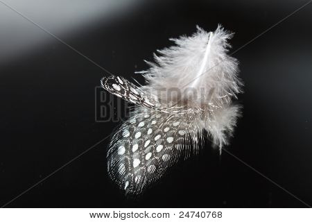 Piuma e riflessione