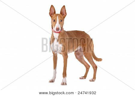 Podenco