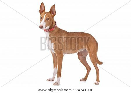 Podenco
