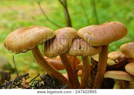 Hypholoma Sublateritium Mushroom Cluster In The Woods