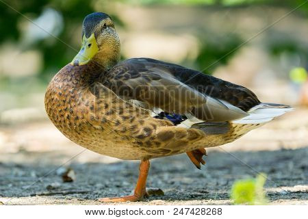 Close-up Of A Beautiful Relaxing Mallard Duck On A Sunny Day.
Side View To A Cute Relaxing Mallard D