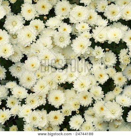 sömlös vita krysantemum