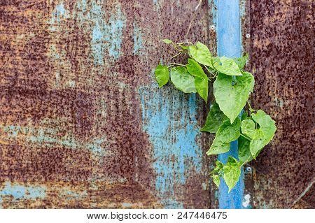 Blue Iron Background With Some Green Leaves