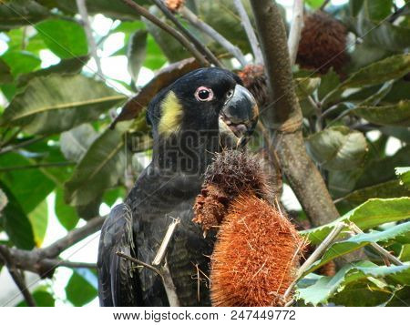An Austrlian Native Bird, The Black Cockatoo