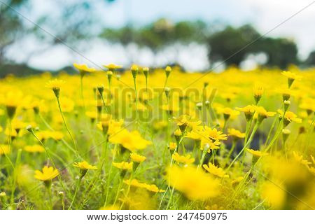 Dahlberg Daisy Yellow Flower Blooming In Garden