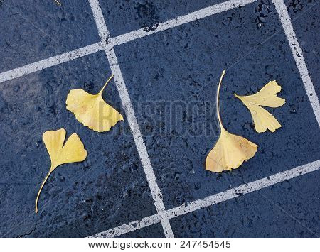 Beautiful Gold And Brown Autumn Ginkgo Leaves Fallen On Stone Path.