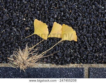Beautiful Gold And Brown Autumn Ginkgo Leaves Fallen On Stone Path.