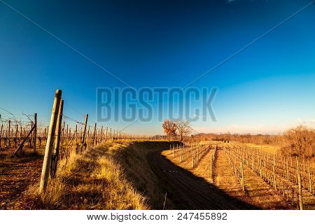 Sunset In The Vineyards Of Collio, Italy