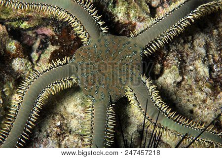 Brittle Star Viewed From Above. Moalboal, Philippines