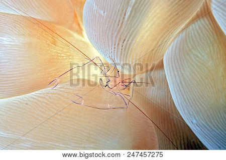 Bubble Coral Shrimp (vir Philippinensis) In A Bubble Coral. Moalboal, Philippines