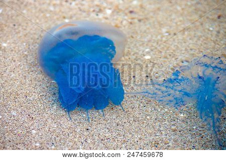 Cool, Blue, Barrel Jellyfish. Rhizostoma Octopus Pulmo. Laying On The Sand.